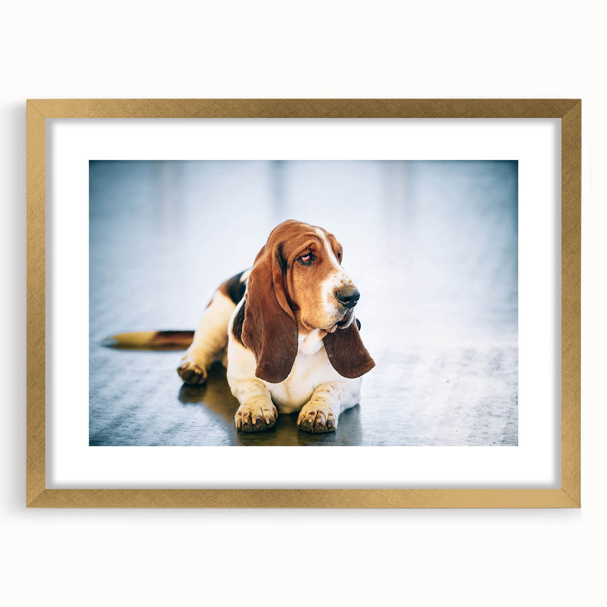 Basset hound wall art featuring a framed design with a gold mat, showcasing a charming illustration of the breed in a stylish front view. Perfect for dog lovers' decor.