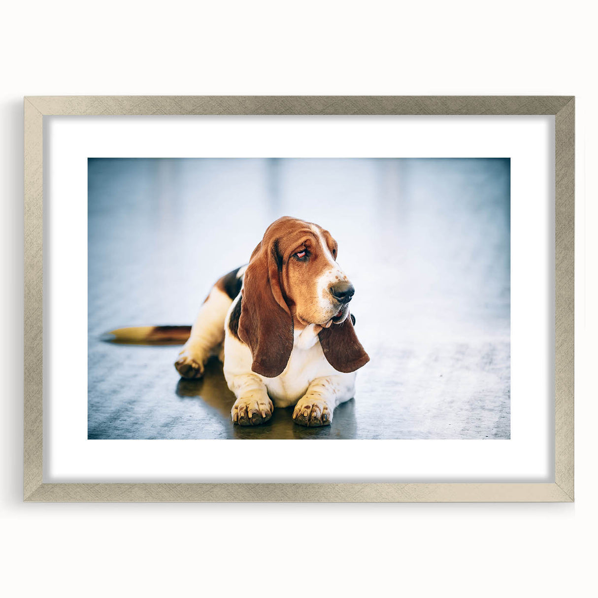 Basset Hound wall art collection framed in silver with a mat, showcasing a playful design of the breed, perfect for dog lovers' home decor.