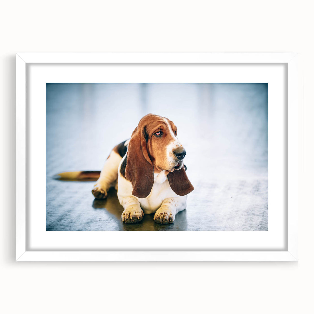 Basset Hound wall art collection framed in white matting, showcasing a playful design of a Basset Hound in a colorful, whimsical style, perfect for dog lovers.