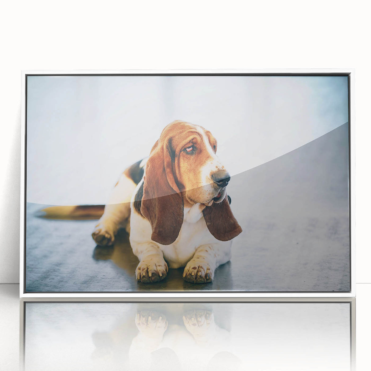 Framed wall art featuring a Basset Hound design, presented in a modern white frame with an acrylic front, ideal for dog lovers and home decor. Perfect for adding a touch of canine charm to any room.
