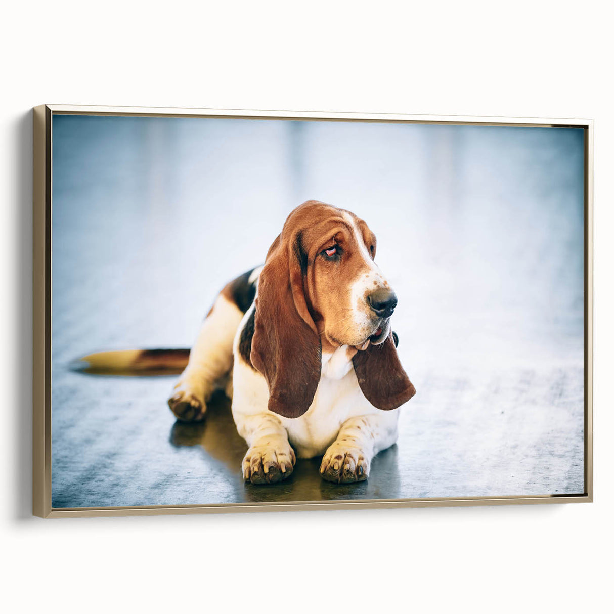 Basset Hound wall art collection featuring a framed canvas in gold, showcasing a side view of a cute Basset Hound dog, perfect for pet lovers' home decor.