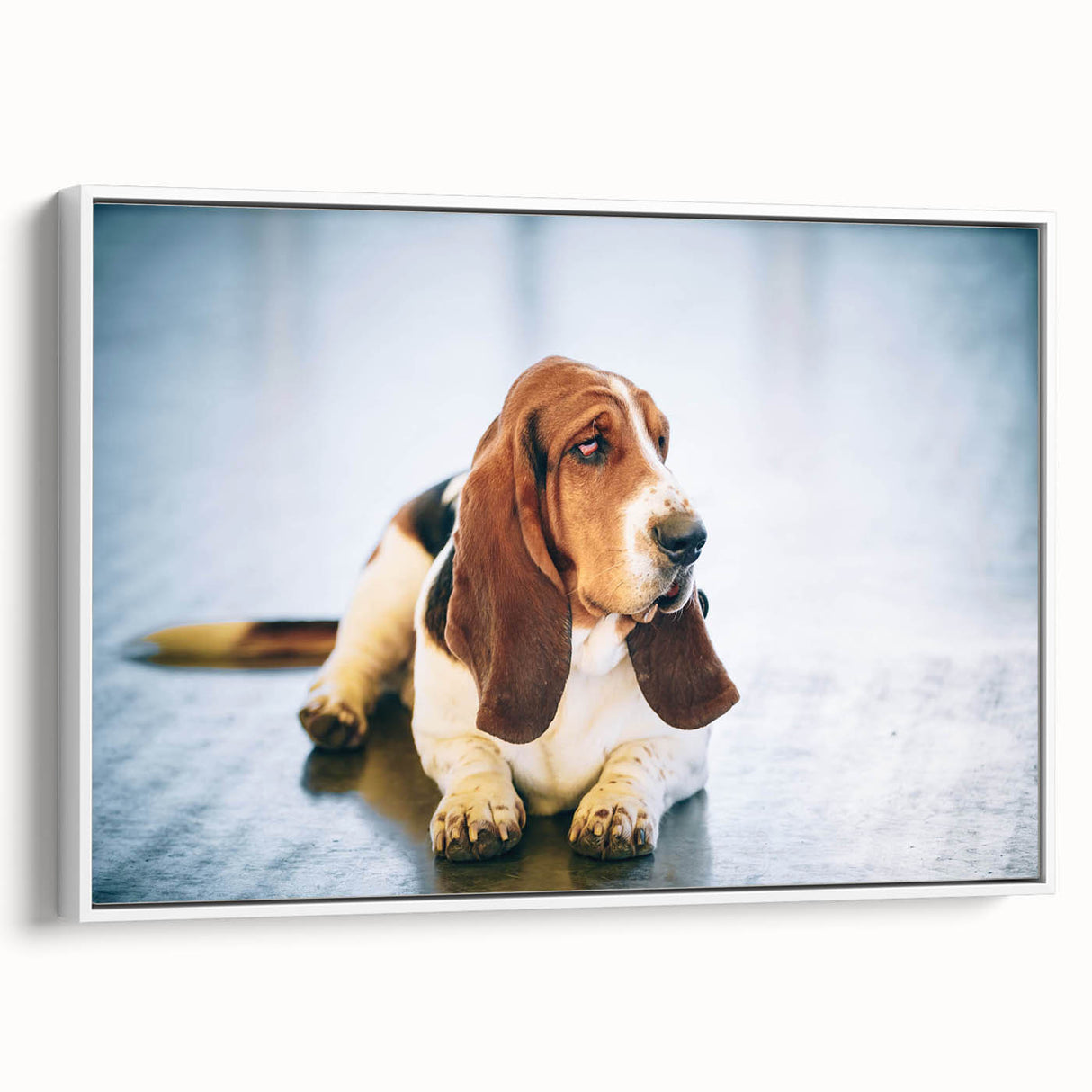 Framed canvas wall art featuring a Basset Hound design in a white frame, showcasing the dog’s signature droopy ears and playful expression, perfect for animal lovers.