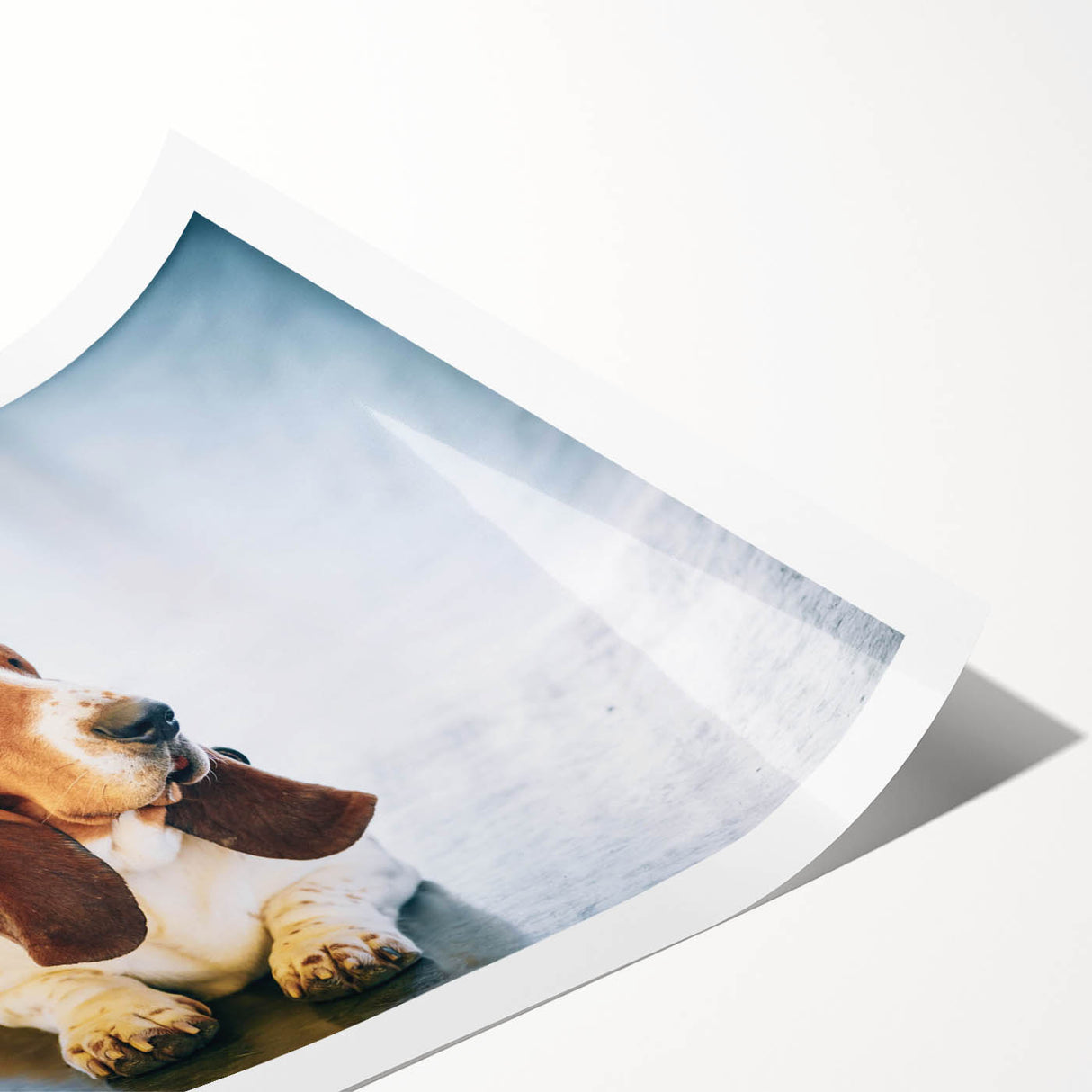 Basset Hound wall art print showcasing a playful illustration of the breed in vibrant colors, rolled and ready for framing, perfect for dog lovers’ decor.