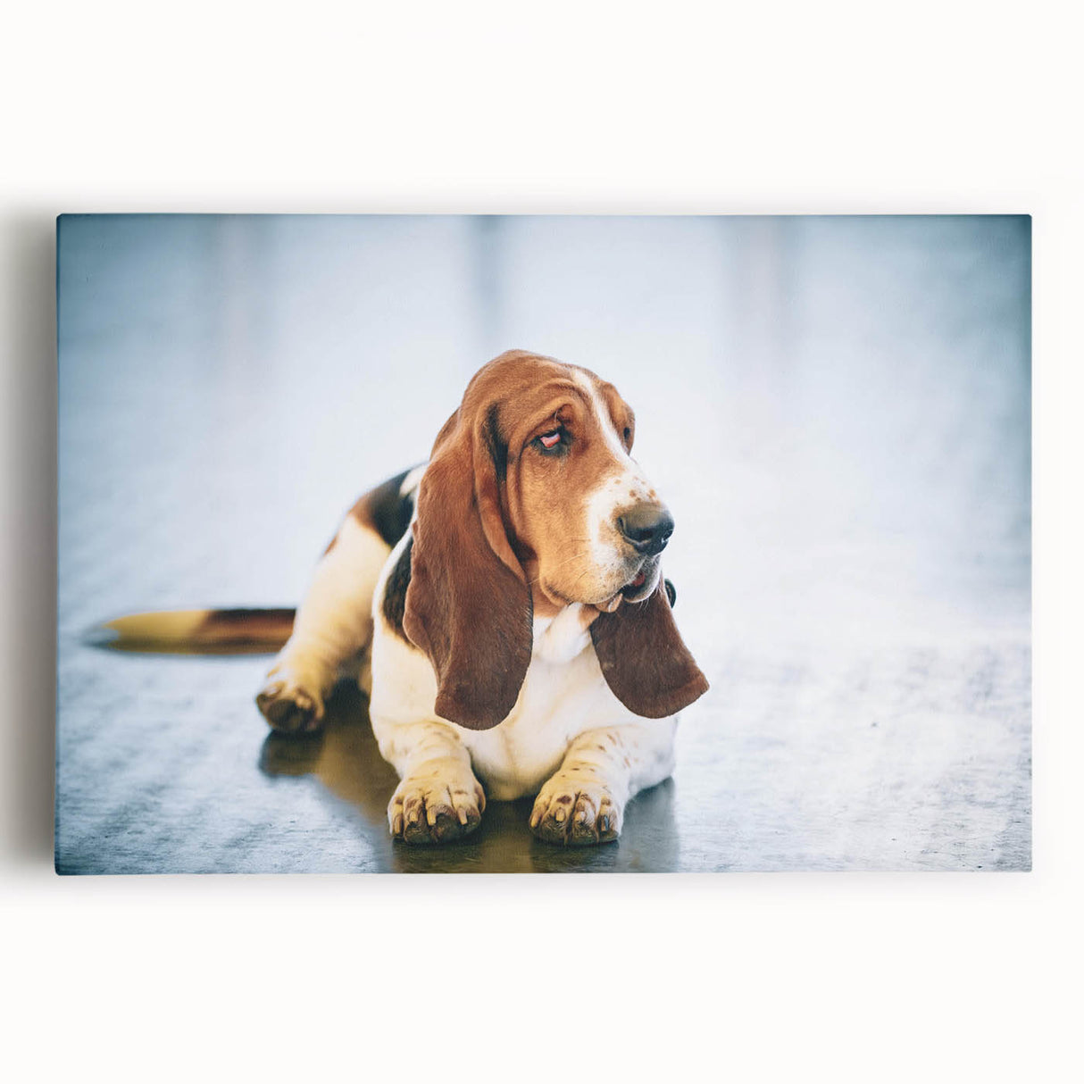 Basset Hound wall art design on stretched canvas, showcasing a playful, expressive dog in vibrant colors against a neutral background, perfect for pet lovers.
