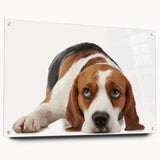 Acrylic wall art showcasing a side view of a Beagle dog design, featuring vibrant colors and detailed textures, mounted with pins for easy display. Perfect for dog lovers and home decor enthusiasts.