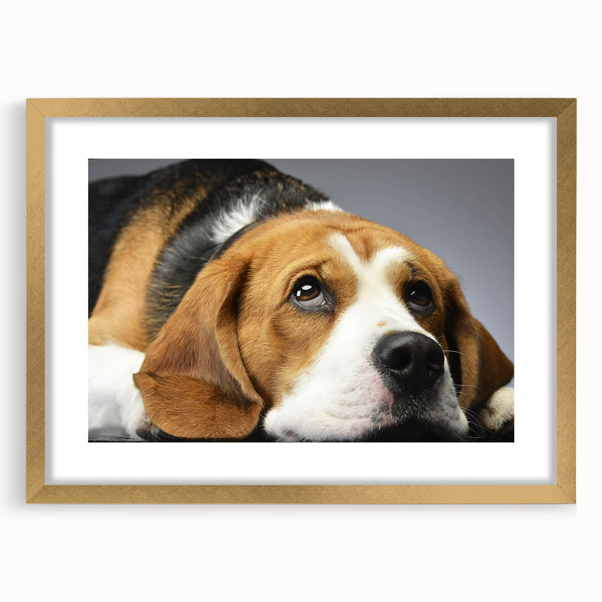 Beagle-themed wall art collection in a gold frame with matting, showcasing a playful design and elegant presentation, perfect for dog lovers' home decor.