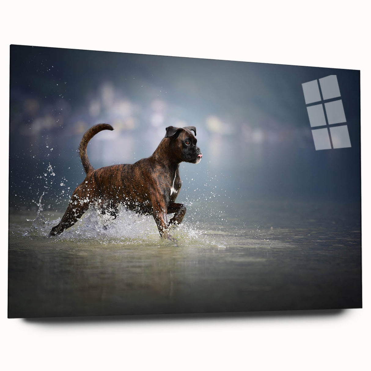 Boxer dog wall art display featuring an acrylic glass design showing a side view of a playful boxer dog, ideal for home decor and animal lovers.