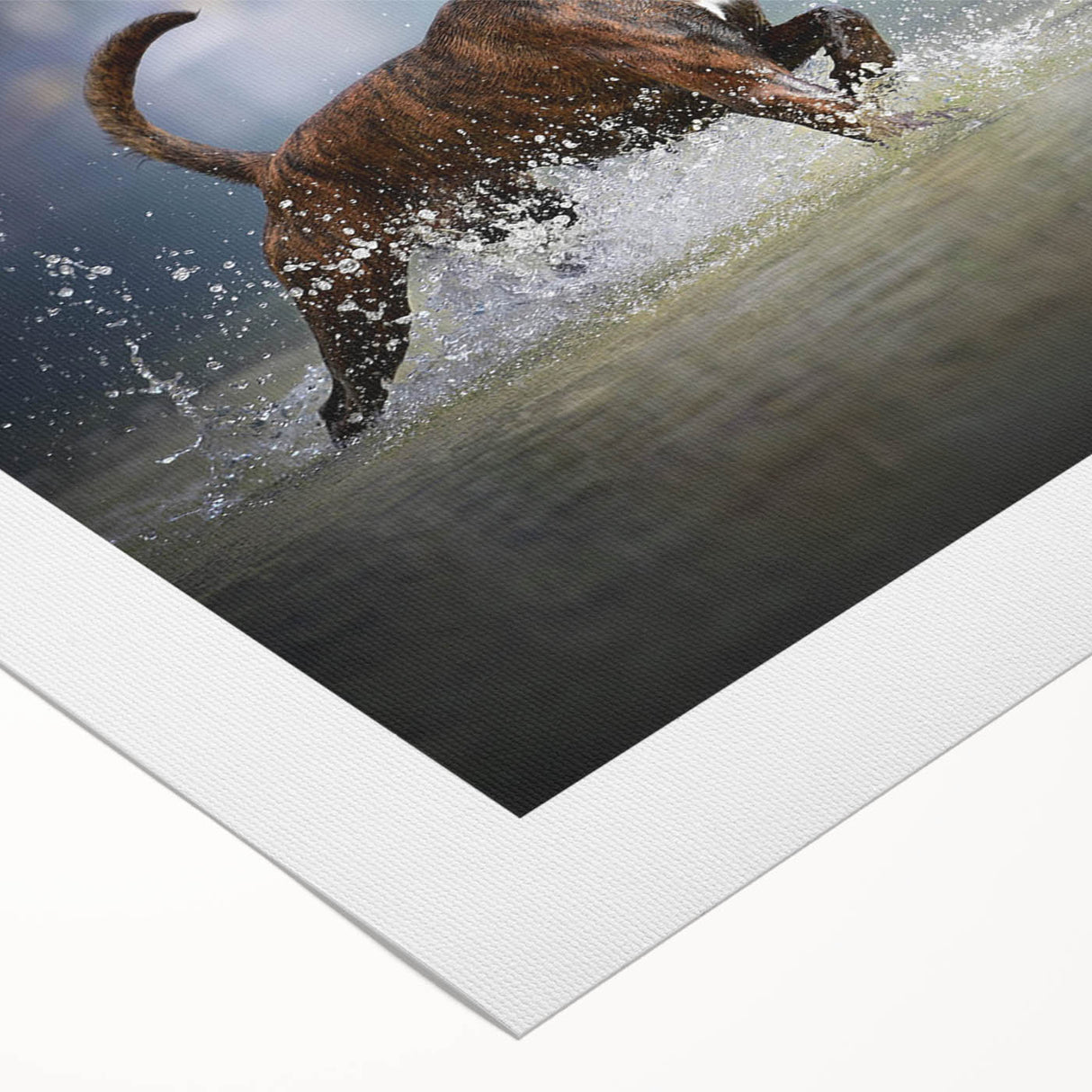 Boxer dog wall art design on rolled canvas, showcasing vibrant colors and intricate details, ideal for pet lovers and home decor enthusiasts.