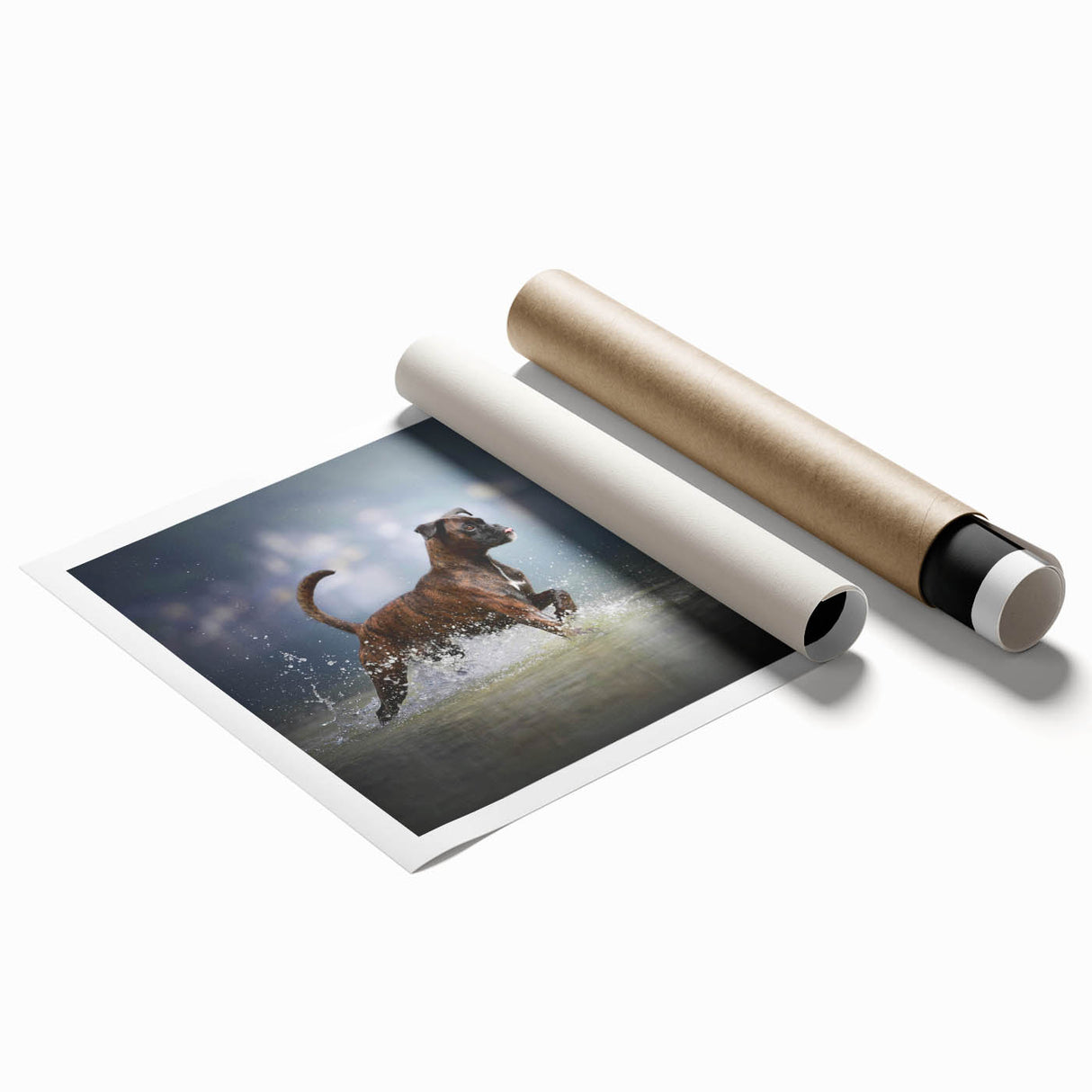 Boxer dog wall art print featuring a vibrant, colorful design that captures the playful nature of boxers, elegantly rolled for easy display and shipping.
