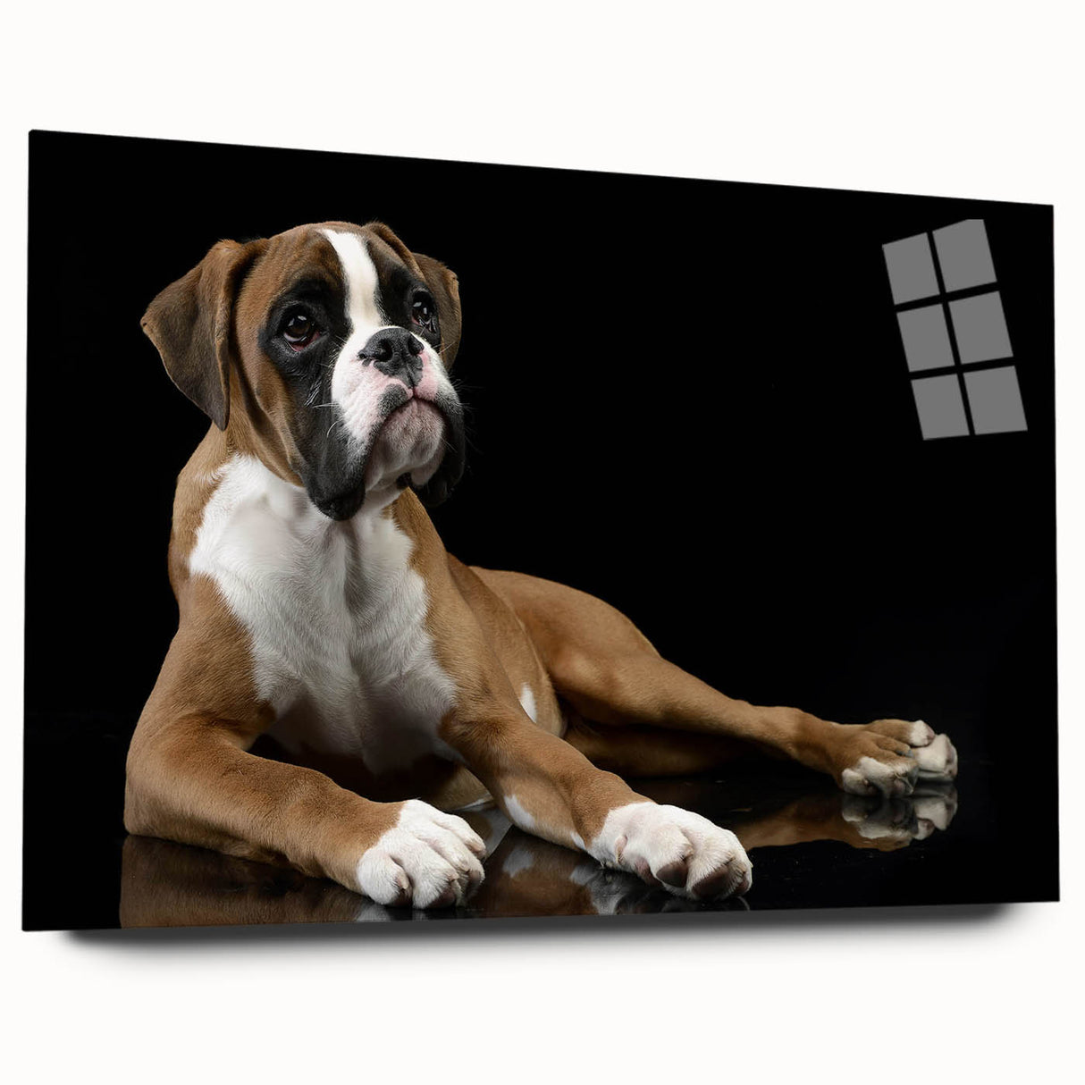 Boxer dog wall art collection displayed on acrylic glass, showcasing vibrant colors and details in a side view, perfect for pet lovers and home decor enthusiasts.