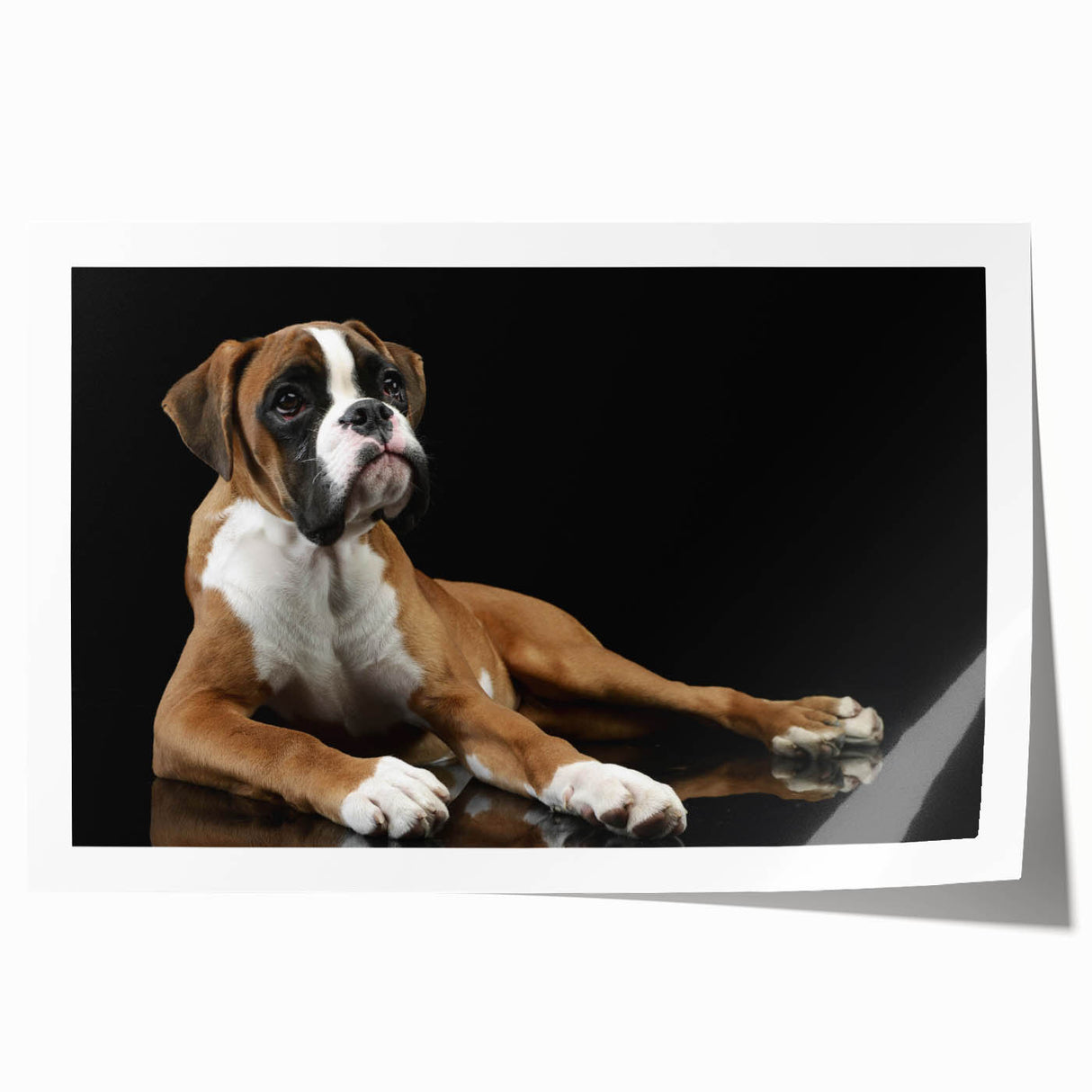 Boxer dog wall art print showcasing a vibrant design with bold colors, ideal for dog lovers and home decor enthusiasts. Captured in a rolled format for easy framing and display.