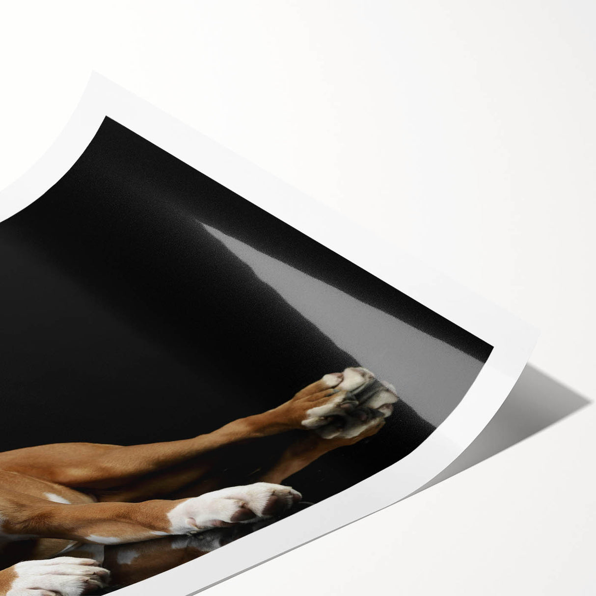 Boxer dog art print showcasing a vibrant and detailed illustration of a playful boxer in a natural setting, ideal for pet lovers and home decor enthusiasts.