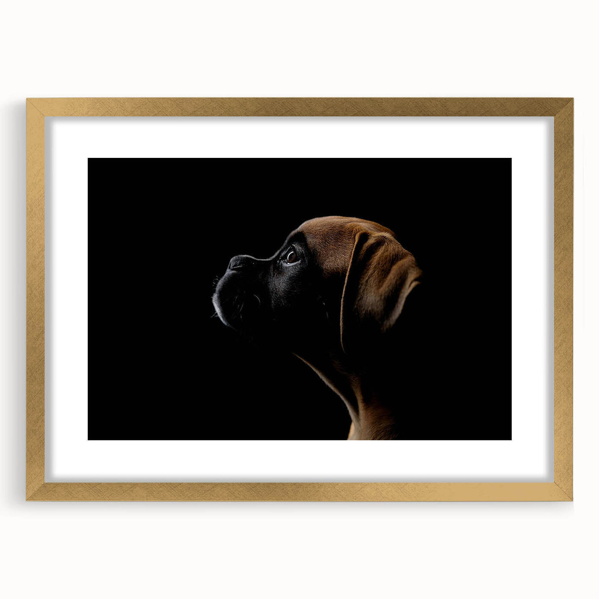 Boxer dog wall art collection framed in gold, showcasing a vibrant and detailed design, perfect for dog lovers' home decor. Ideal for adding a stylish touch to any room.