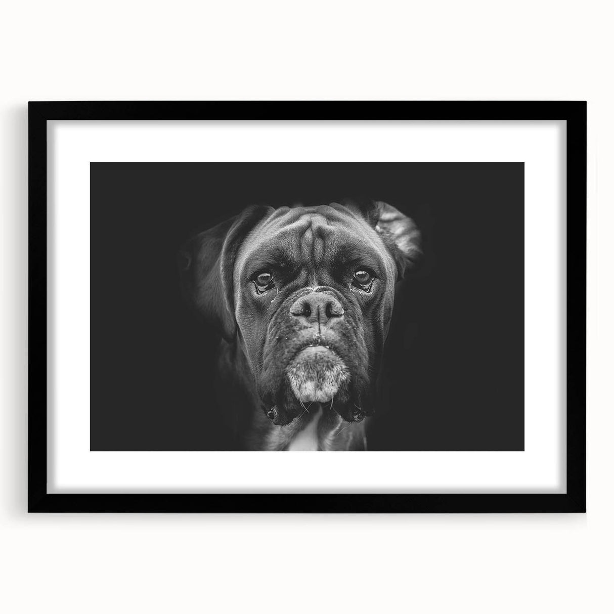 Framed wall art showcasing a detailed black and white illustration of a boxer dog, featuring a sleek black frame and matting, perfect for pet lovers' home decor.