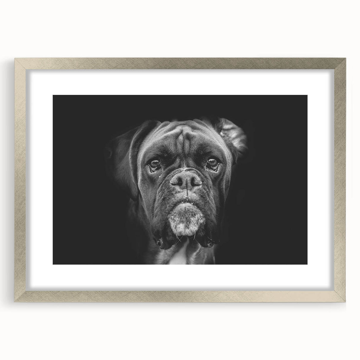 Framed wall art collection featuring a stylish silver mat design showcasing a boxer dog, perfect for dog lovers and home decor enthusiasts.