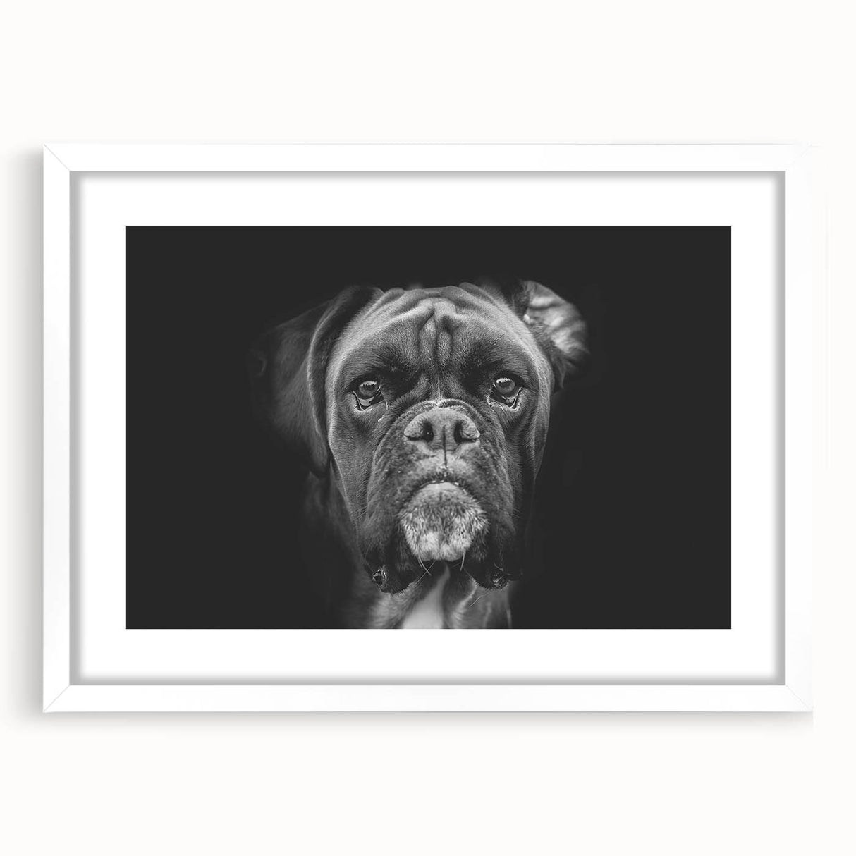 Boxer dog wall art collection framed in white with a mat, displaying a playful and vibrant design, perfect for pet lovers and home decor enthusiasts.