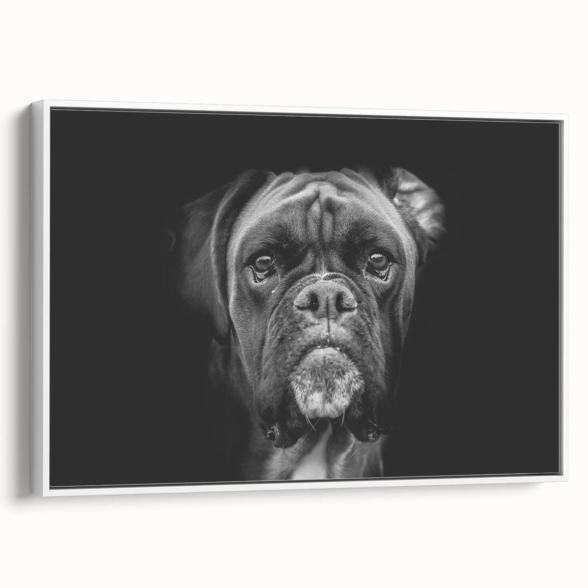 Framed wall art canvas showcasing a stylish boxer dog design, featuring a white background and vibrant colors, perfect for pet lovers' home decor.