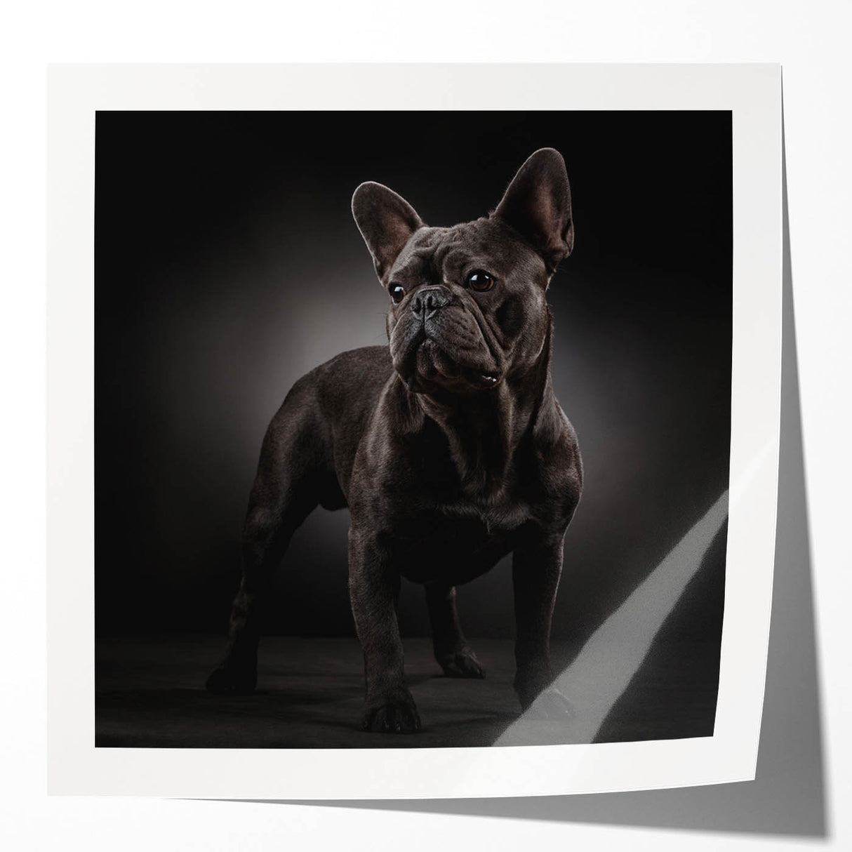 Glossy wall art print featuring a playful bulldog design, showcasing vibrant colors and detailed textures, perfect for home decor or pet lovers.
