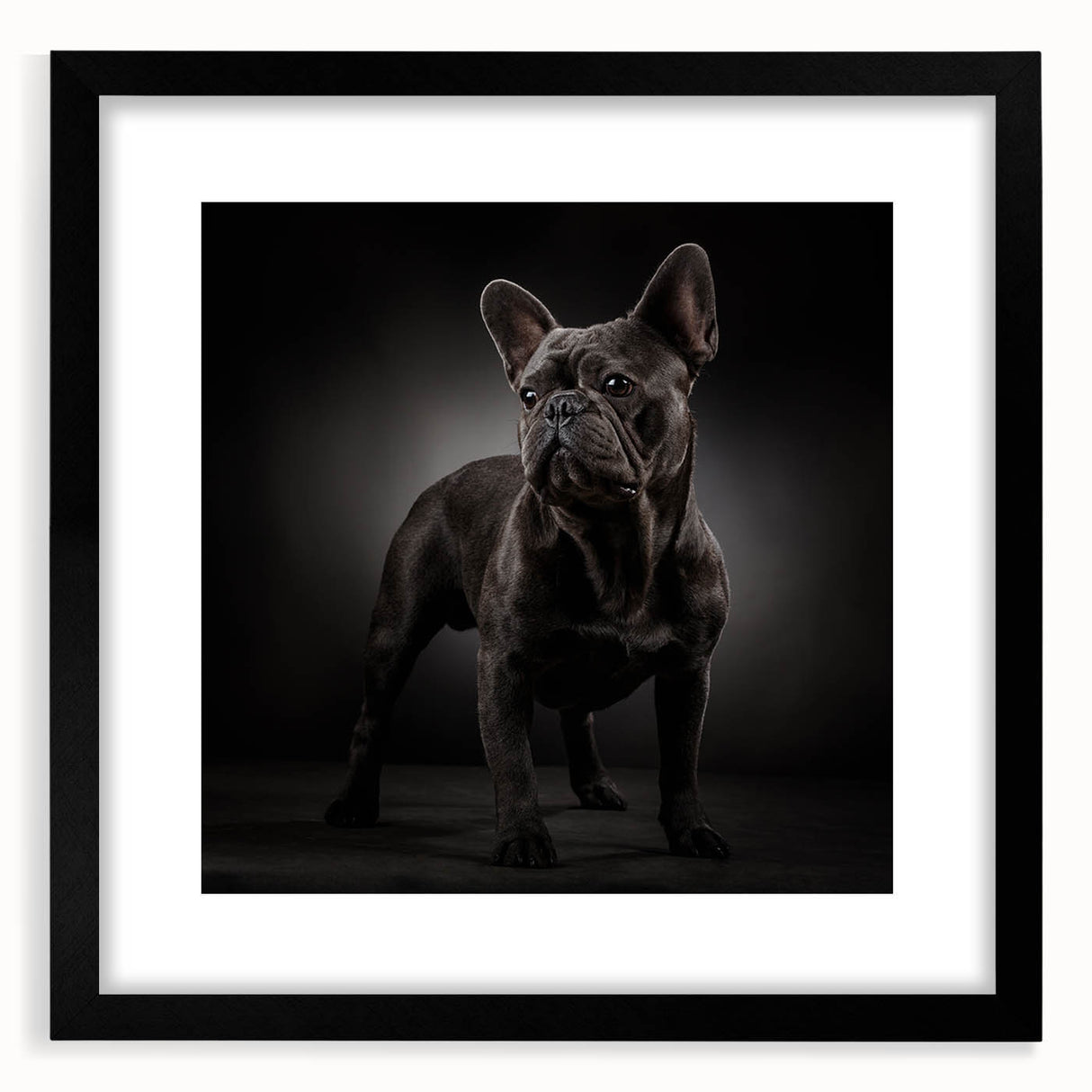 Framed wall art featuring a stylish bulldog design in black and white, set against a matte background, perfect for dog lovers and home decor enthusiasts.