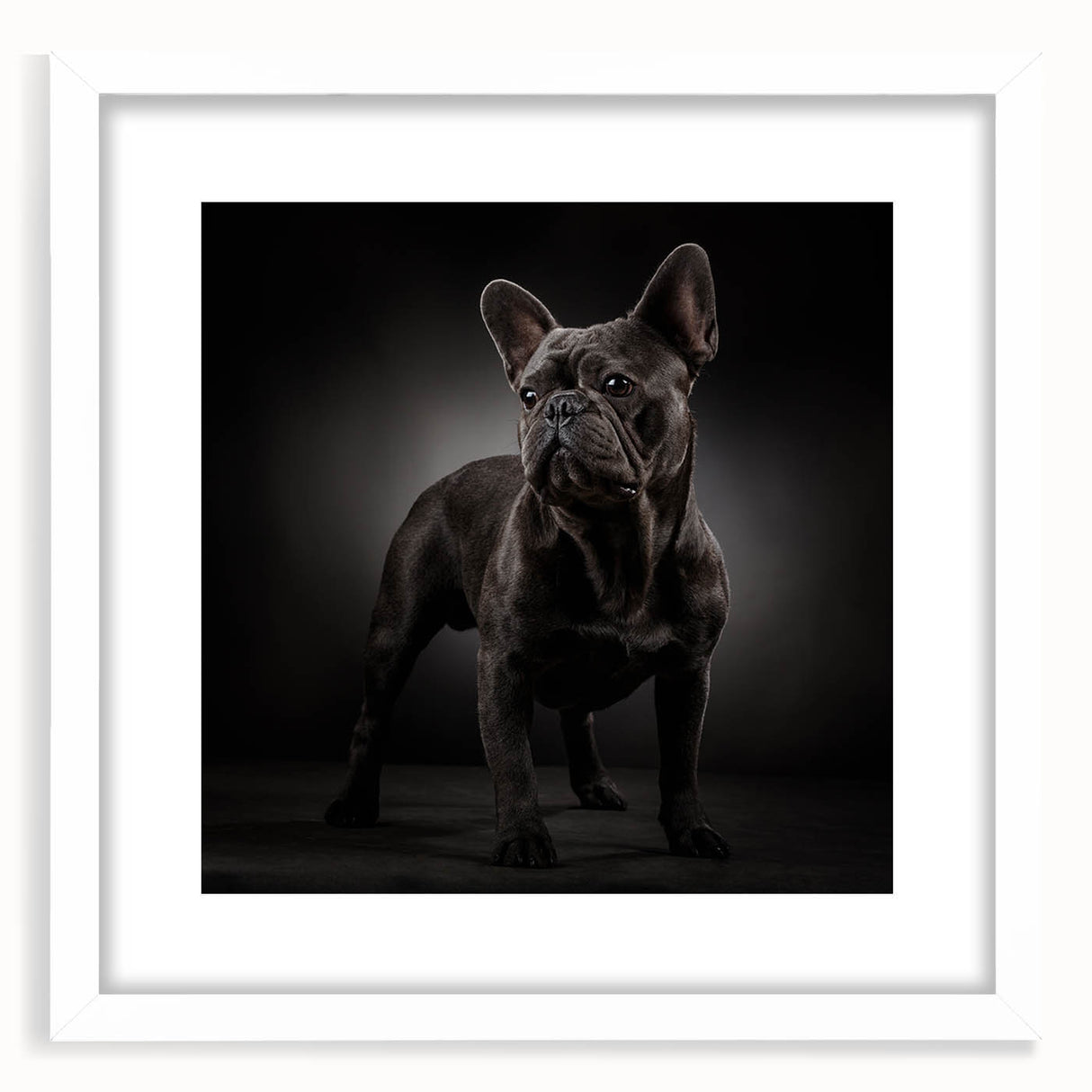 Framed wall art featuring a stylish bulldog design, set in a sleek white frame with a mat, showcasing a modern and playful aesthetic for dog lovers. Perfect for home decor.