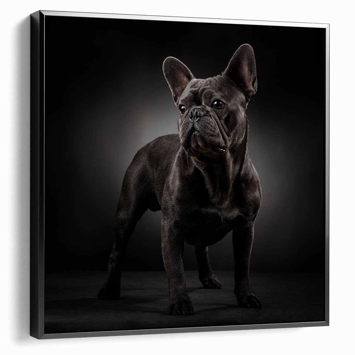 Framed canvas wall art featuring a stylish black bulldog design, showcasing a side profile with intricate details and bold colors, perfect for pet lovers' decor.