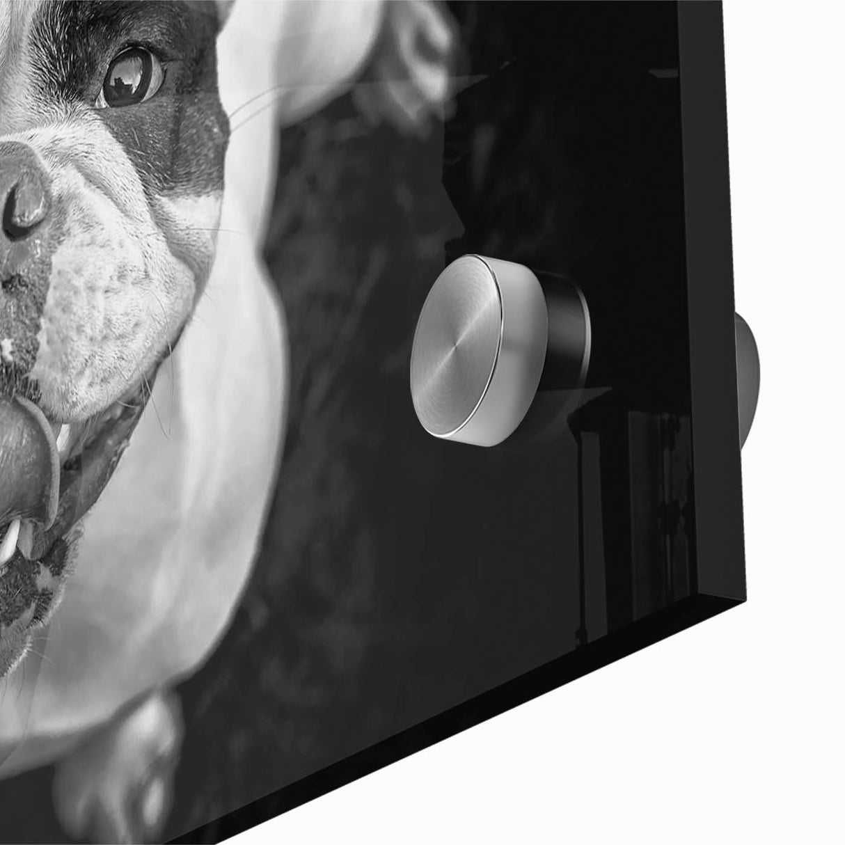 Close-up of a vibrant bulldog design wall art collection, featuring colorful acrylic glass, perfect for dog lovers and home decor enthusiasts.