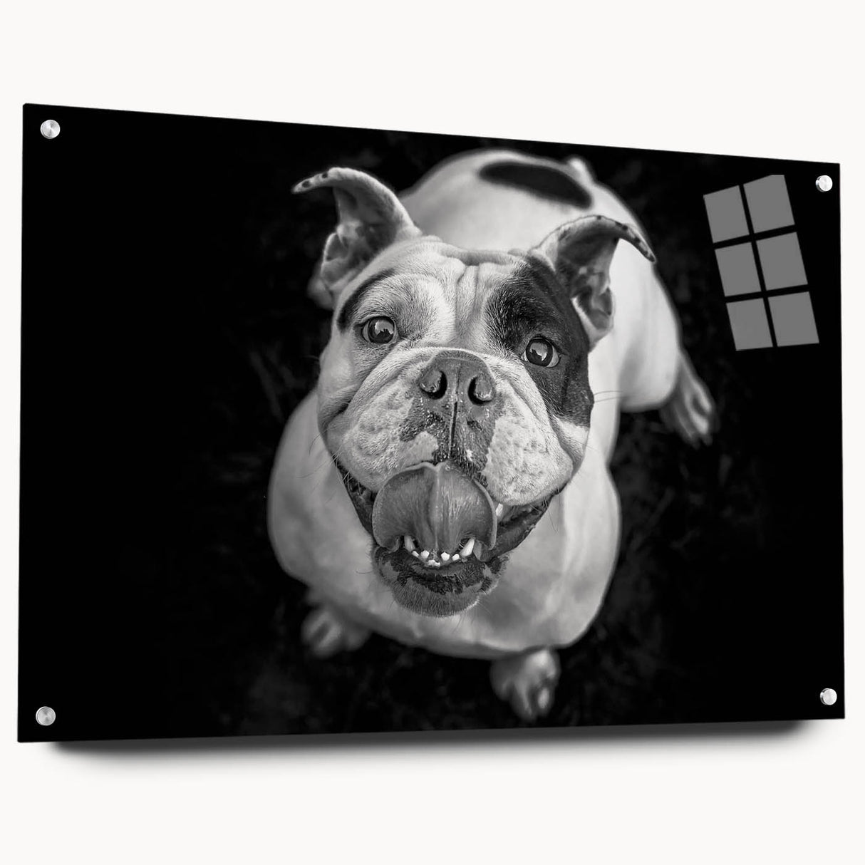Acrylic wall art featuring a side view of a playful bulldog design, showcasing vibrant colors and intricate details, ideal for pet lovers' home decor.