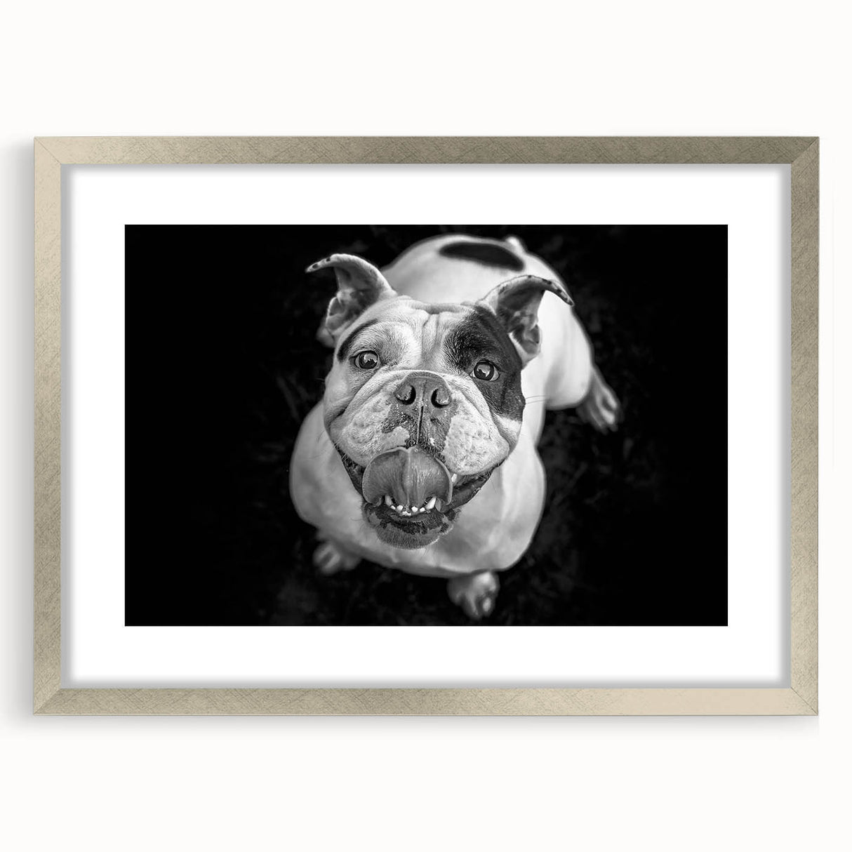 Framed wall art featuring a sleek silver design showcasing a bulldog illustration, complete with a mat for an elegant presentation, ideal for dog lovers.