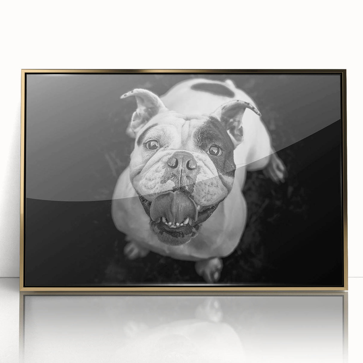 Framed wall art featuring a stylish bulldog design with a modern gold frame, ideal for pet lovers and home decor enthusiasts. Bright colors enhance any room.