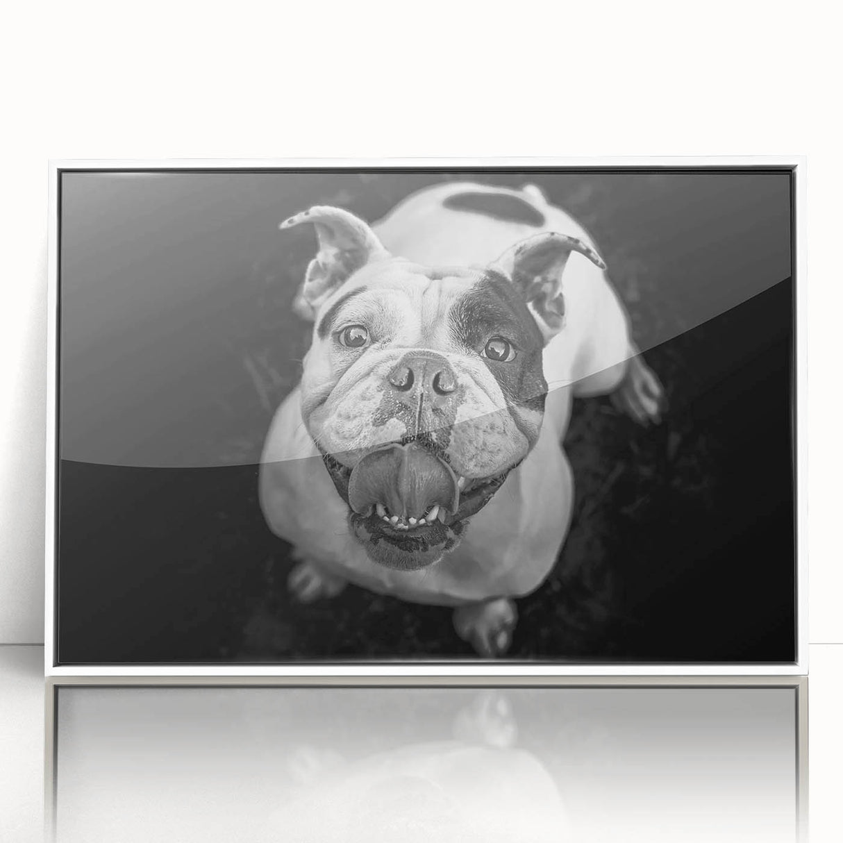 Framed wall art featuring a stylish bulldog design on a white background, perfect for dog lovers, showcasing vibrant colors and modern aesthetics.