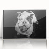 Framed wall art featuring a stylish bulldog design on a white background, perfect for dog lovers, showcasing vibrant colors and modern aesthetics.