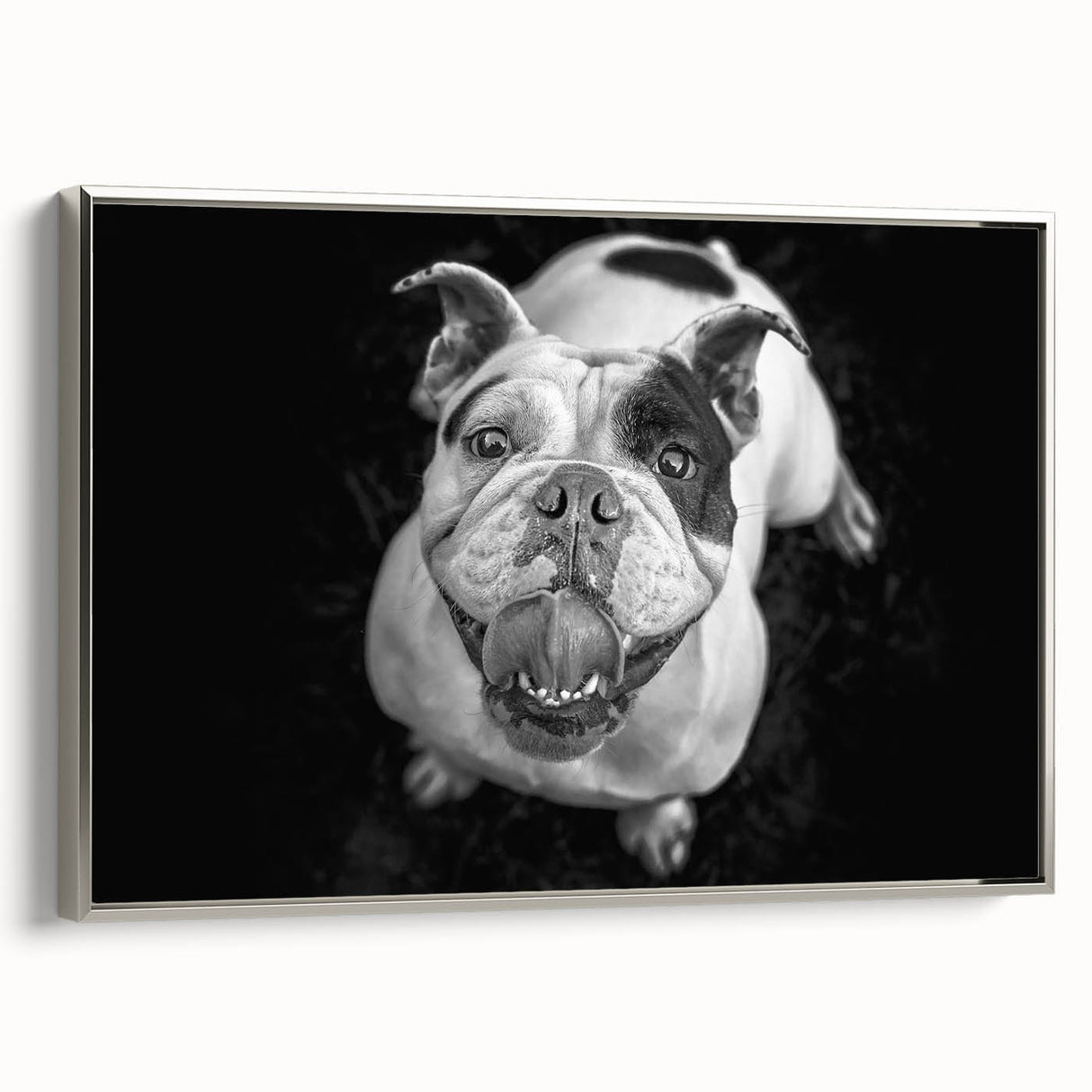 Framed canvas wall art collection featuring a stylish silver side view design of a bulldog, perfect for modern home decor and dog lovers.