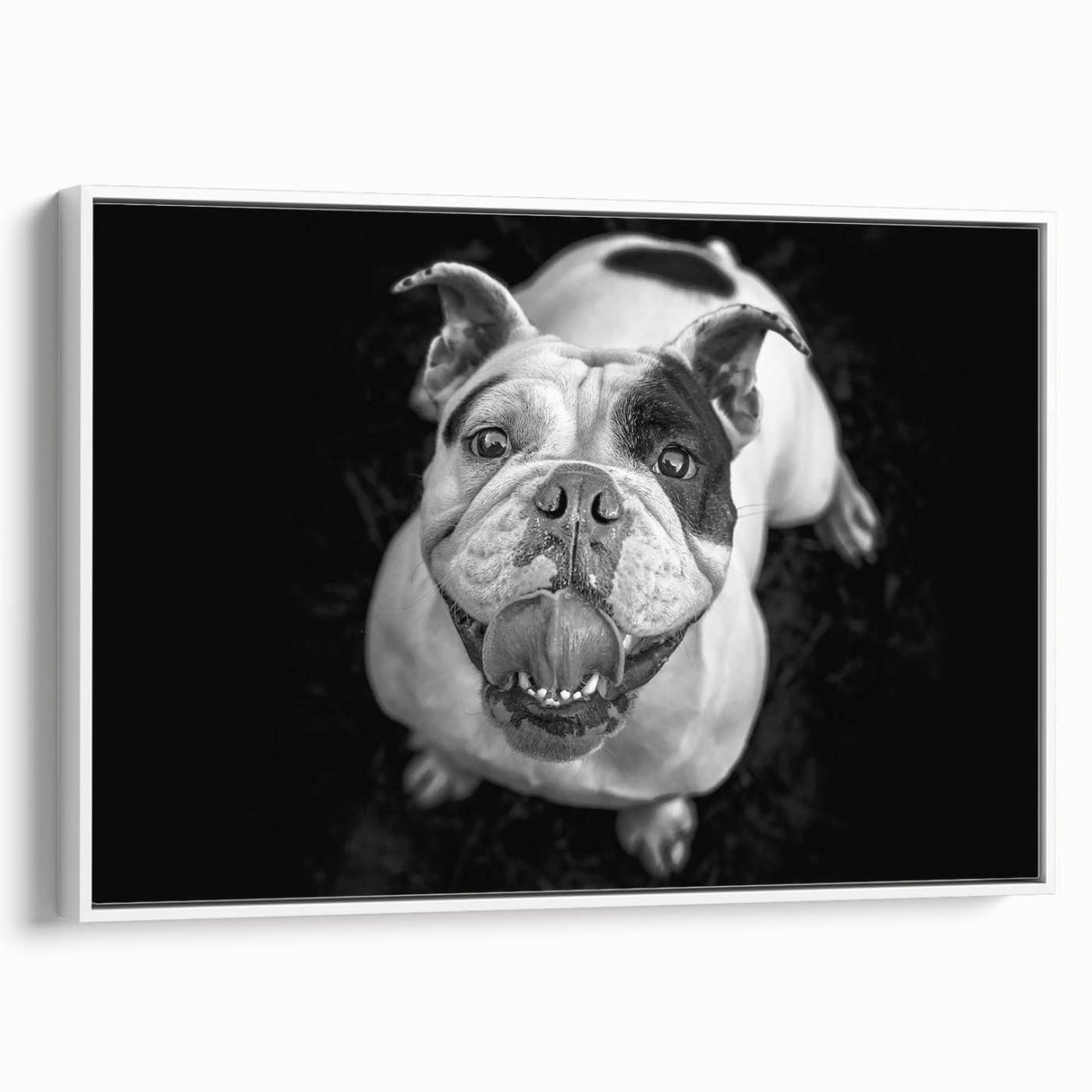 Framed wall art featuring a stylish bulldog design on a white background, showcasing a side view of the dog, perfect for pet lovers' home decor.