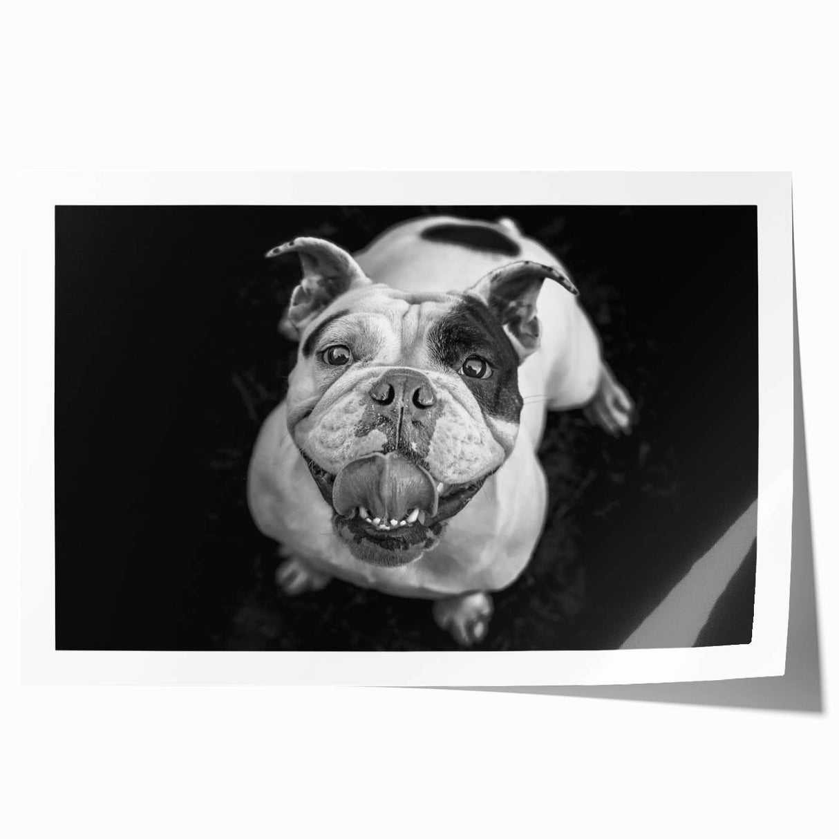 Bulldog-themed wall art print featuring vibrant colors and playful design, rolled and ready for display, perfect for dog lovers and home decor enthusiasts.