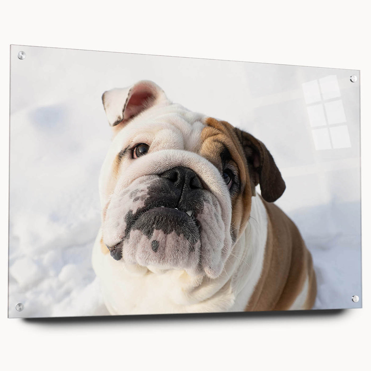 Acrylic glass wall art featuring a side view of a bulldog design, showcasing vibrant colors and intricate details, perfect for pet lovers' home decor.