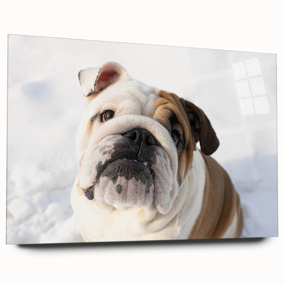 Side view of a chic bulldog design wall art collection, showcasing vibrant colors on acrylic glass, perfect for pet lovers and modern home decor.