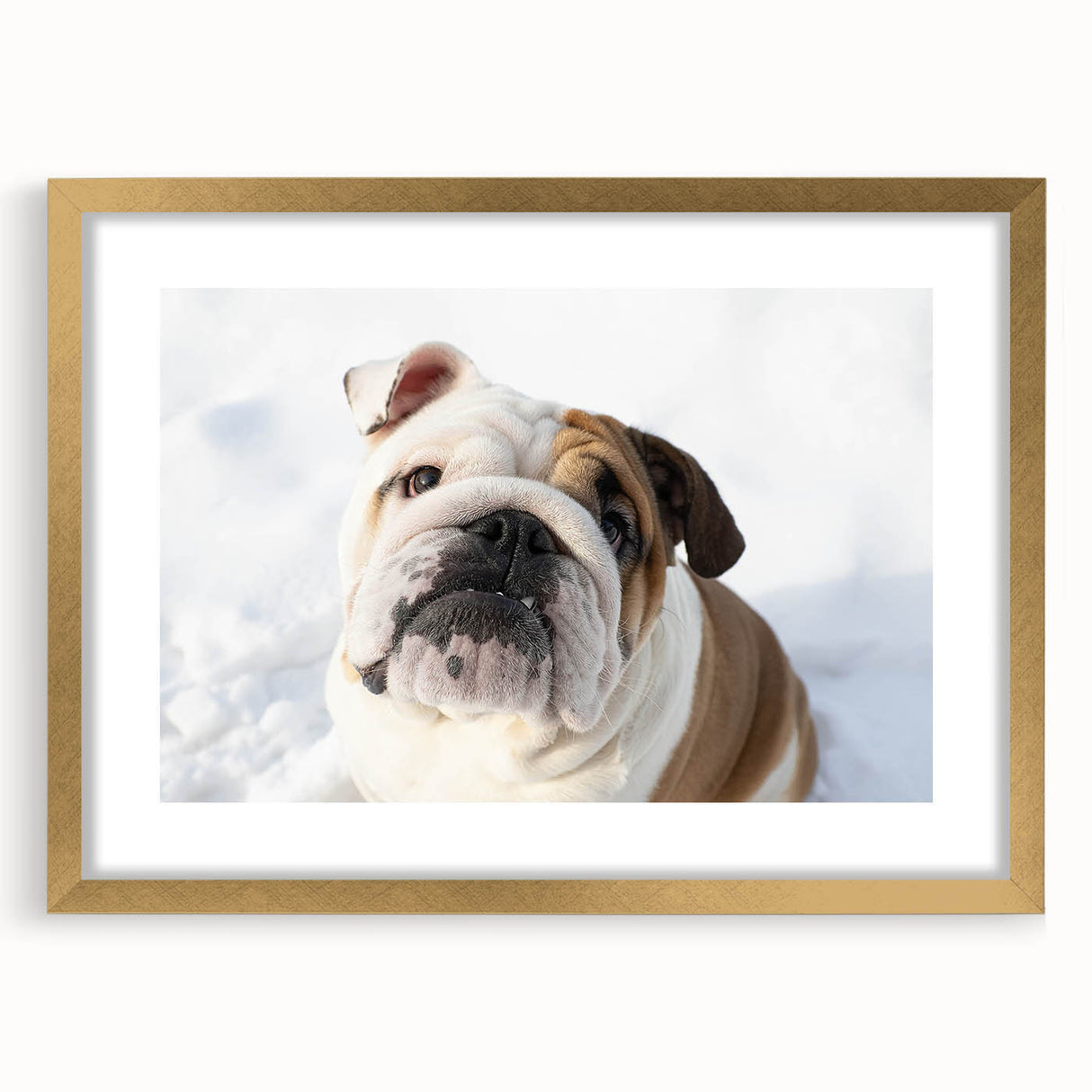 Framed wall art featuring a detailed bulldog design with a gold mat, showcasing a playful expression and vibrant colors, ideal for dog lovers' home decor.