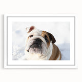 Framed wall art collection showcasing a charming bulldog design, featuring a white mat and sleek frame, perfect for pet lovers’ home decor.