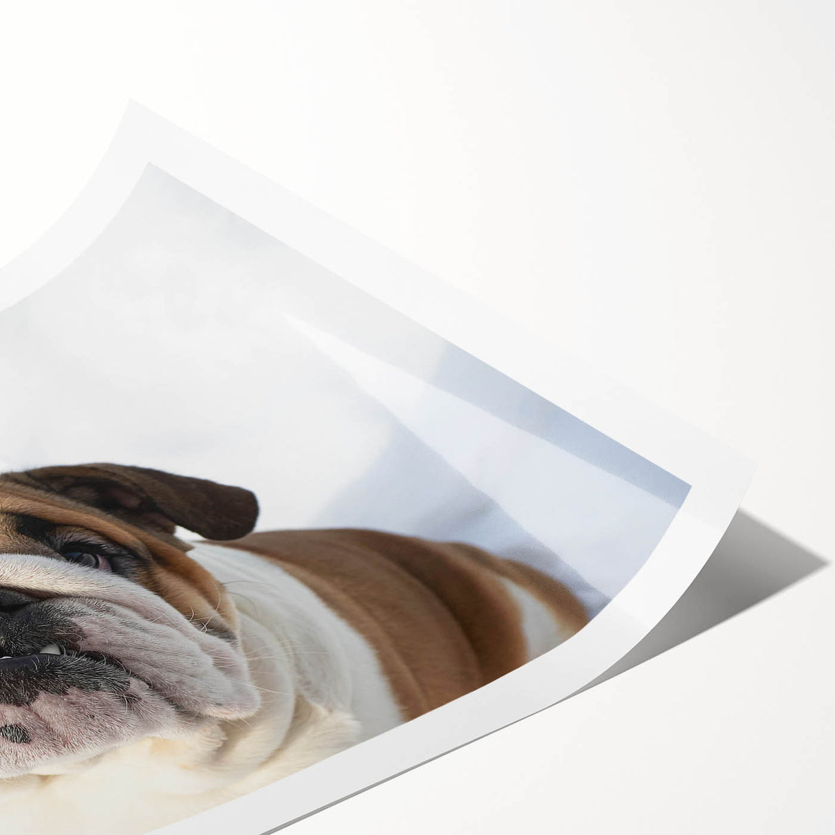 Bulldog-themed wall art print showcasing a stylish illustration of a bulldog with vibrant colors, rolled and ready for display in a home or office setting.