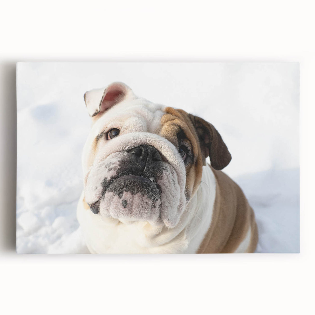 Stretched canvas wall art featuring a front view of a playful bulldog design, showcasing vibrant colors and detailed textures, perfect for pet lovers' home decor.