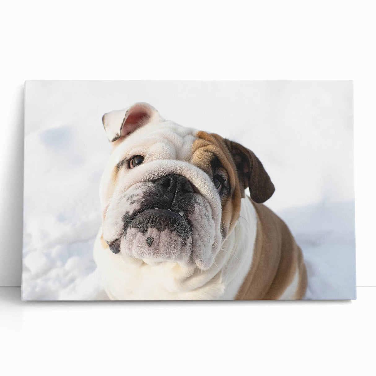 Bulldog-themed wall art collection featuring a charming, stretched canvas design of a playful bulldog, perfect for enhancing home decor with a touch of canine charm.