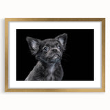 Framed wall art collection featuring a stylish bulldog design with a gold mat, perfect for adding a modern touch to any home decor. Ideal for dog lovers and pet-themed interiors.