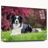 Acrylic wall art featuring a side view of a collie design, showcasing vibrant colors and intricate details, perfect for dog lovers and home decor enthusiasts.