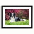 Framed wall art featuring a black and white design of a collie dog, showcasing intricate details and a sleek modern style, ideal for pet lovers' home decor.