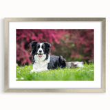 Framed wall art collection featuring a silver mat design with a stylish front view showcasing a collie dog illustration, perfect for dog lovers' home decor.