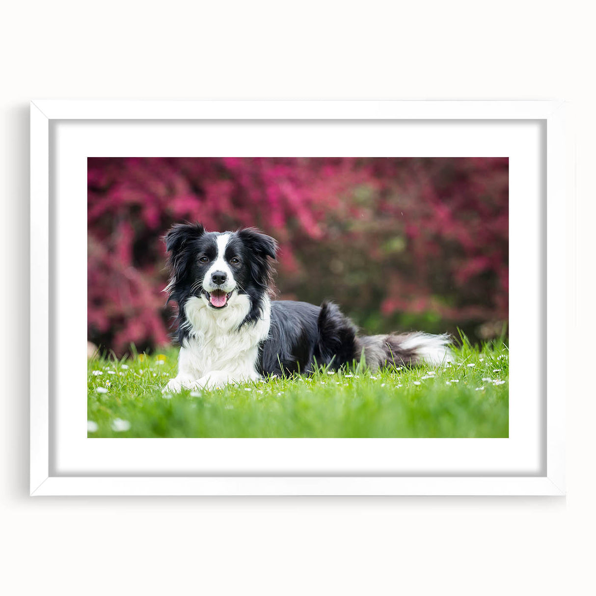 Collie dog wall art collection featuring a framed print with a white mat, showcasing a charming illustration of a playful collie against a minimalist backdrop. Perfect for dog lovers and home decor enthusiasts.