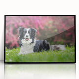 Framed acrylic wall art featuring a vibrant Collie dog design, showcasing intricate details and a sleek black frame, perfect for dog lovers' home decor.