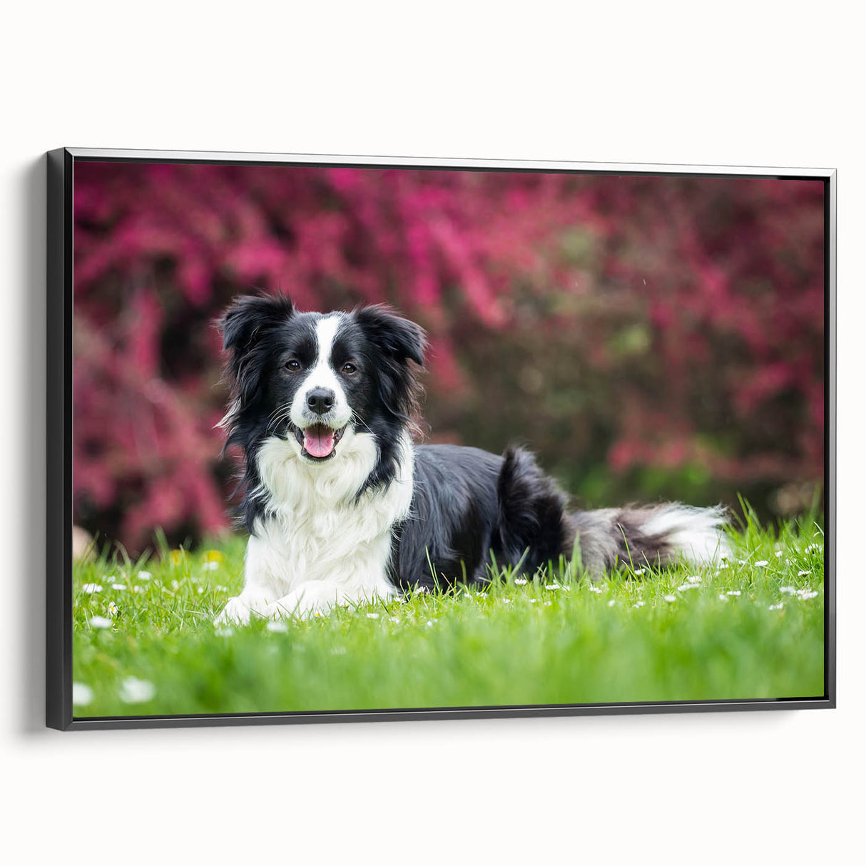 Framed canvas wall art featuring a side view of a beautifully designed collie dog illustration, showcasing vibrant colors and intricate details, perfect for dog lovers' home decor.