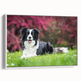 Framed wall art showcasing a vibrant collie dog design on canvas, featuring a white frame and side view display, perfect for pet lovers' home decor.