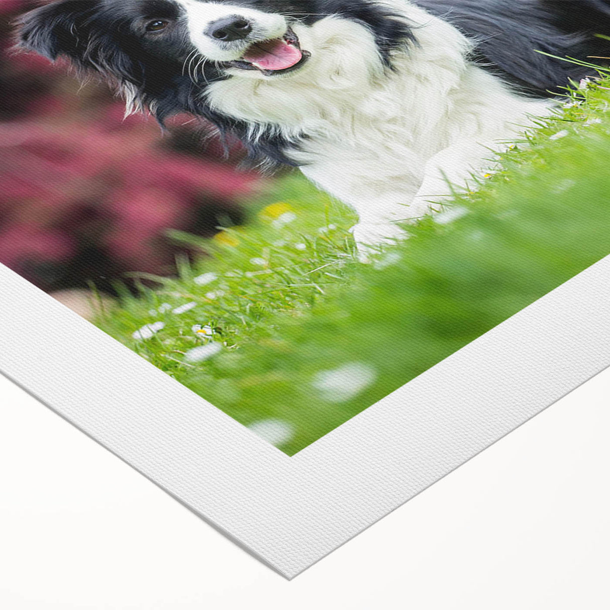 Collie dog wall art design on rolled canvas, showcasing vibrant colors and detailed fur textures, ideal for pet lovers' home decor. Perfectly packaged for easy display.